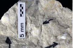 Foto (Detailansicht) von Cyclothyreus sp. (NHMW-GEO-1990-0041-0412)